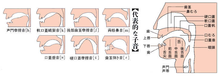 咽頭部断面図・代表的な子音